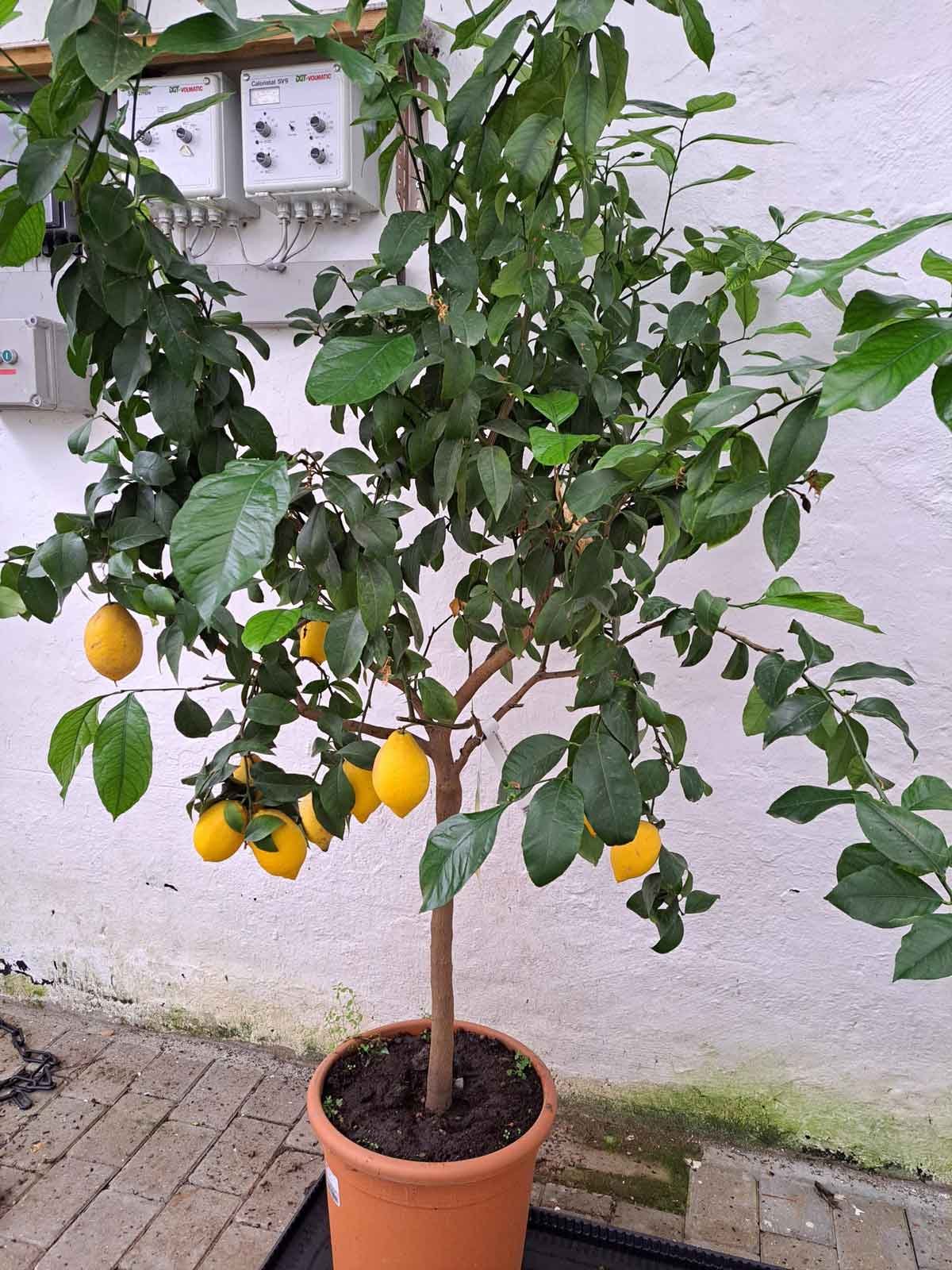 citrus citron 35 cm