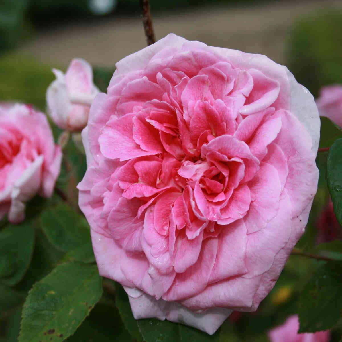 Rose 'Gertrude Jekyll' - (Ausbord)