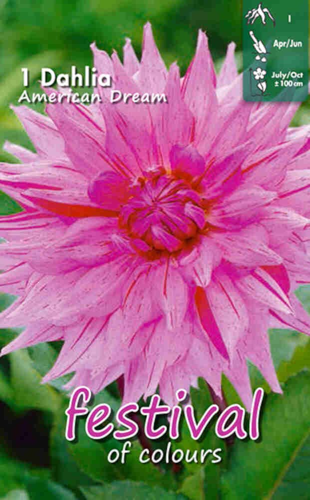 Dahlia American Dream Cactus