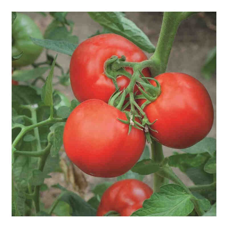 Tomatplante 'Gemini' 11,5 cm. pot.
