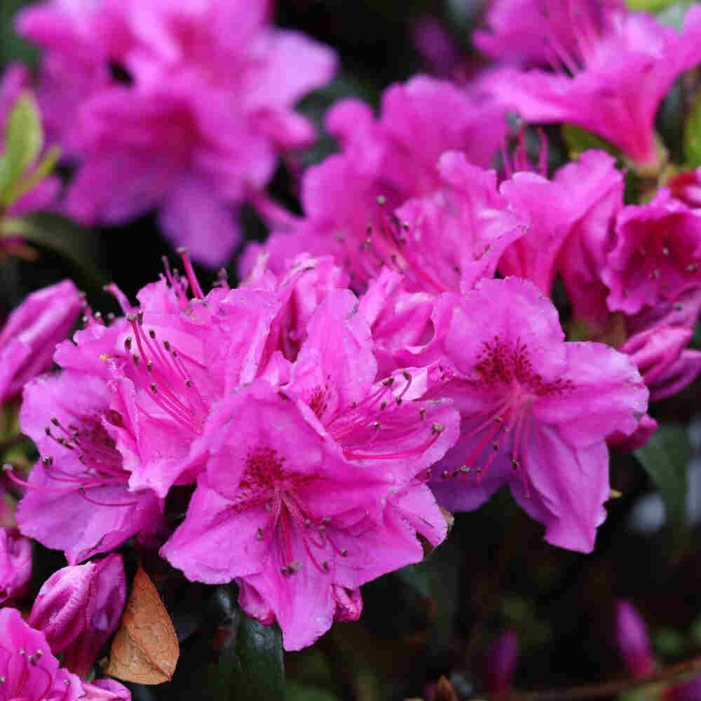 Rhododendron Jap. Königstein 20-25 - C2