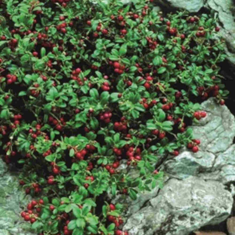 Tyttebær - Vaccinium vitis-idaea  Erntekrone 10 cm
