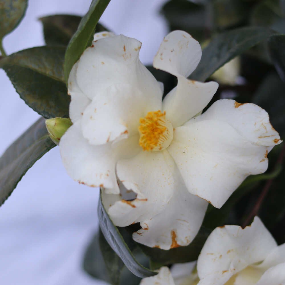 Camellia jap 'Triphosa' 3L 60cm