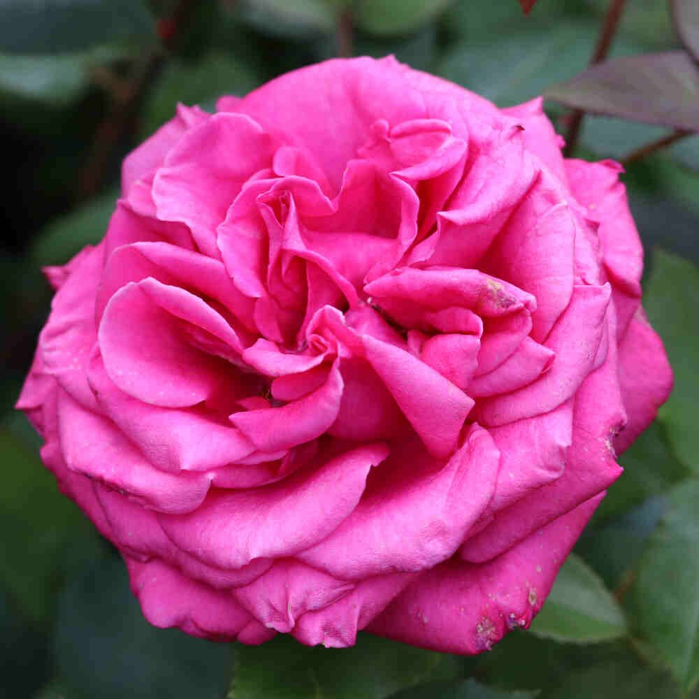 Rosa 'Noblesse'