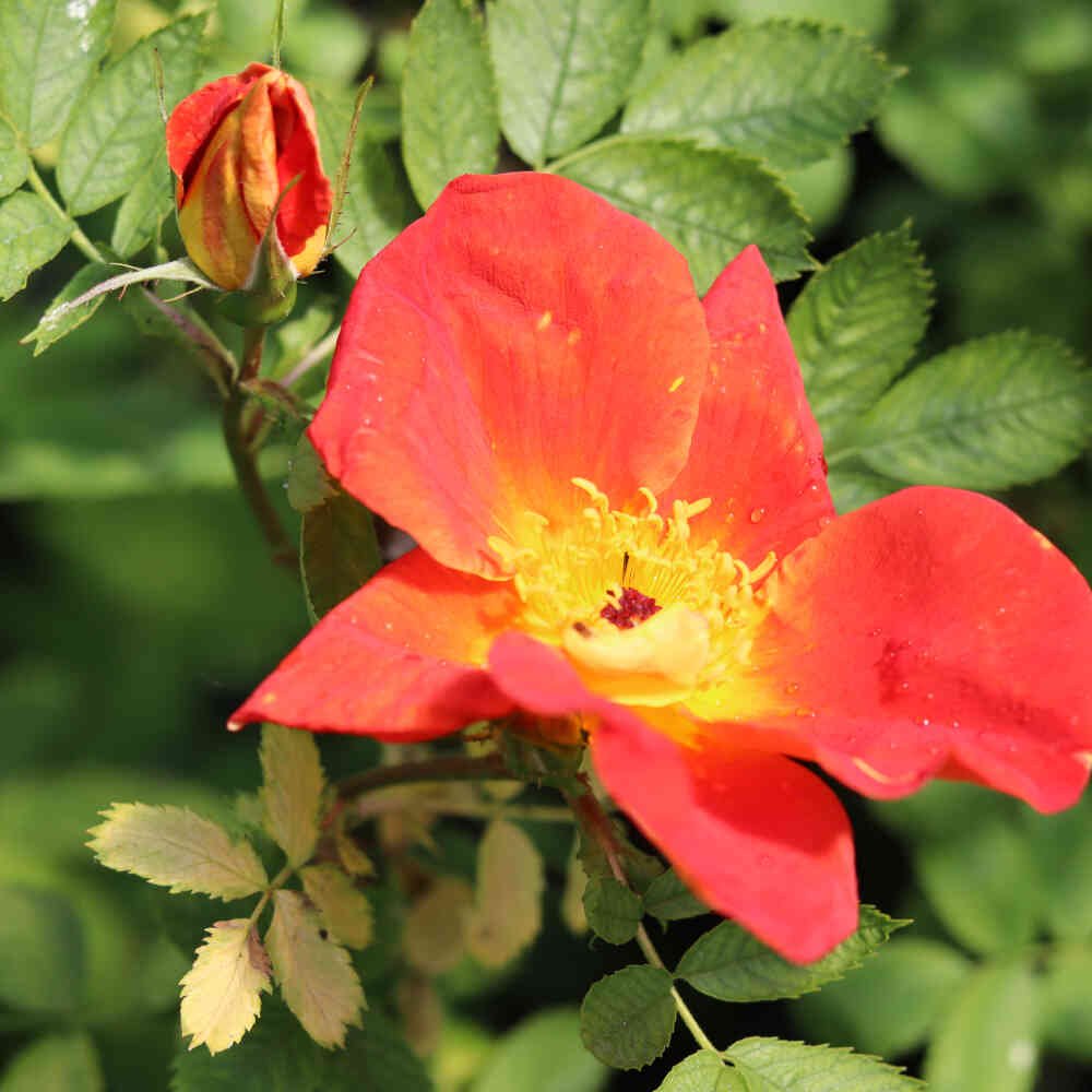Historisk rose - Rosa foetida 'Bicolor'