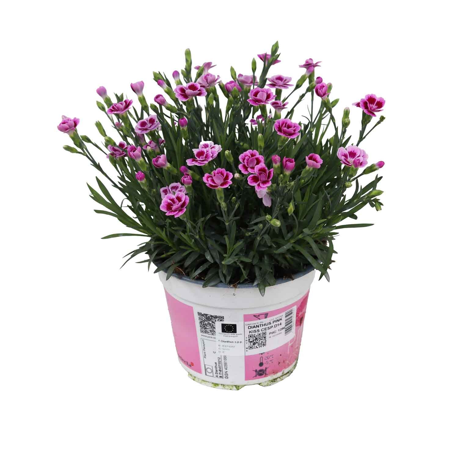 Nellike - Dianthus Pink Kiss D14