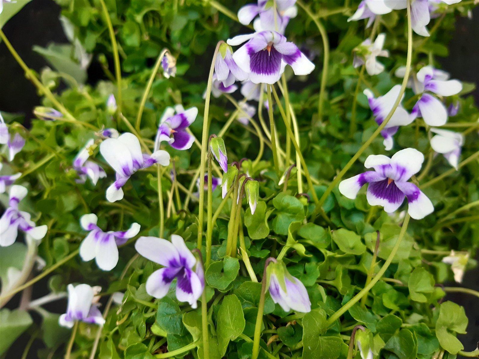 Australsk viol - Viola hederacea 9cm pot