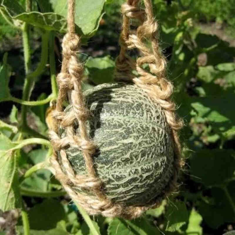 Melonplante - Netmelon - Cucurbita 'Harvest King'