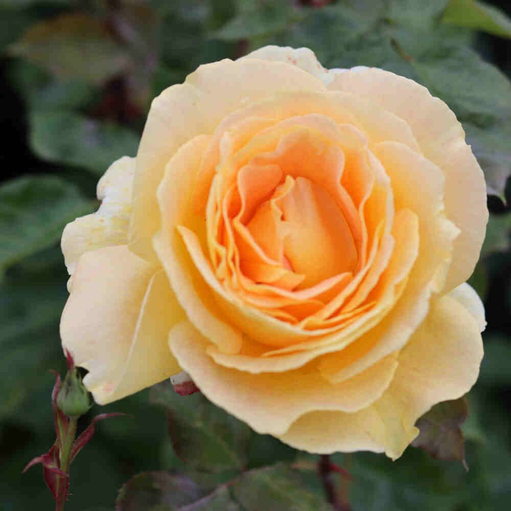 Rose 'Candlelight'