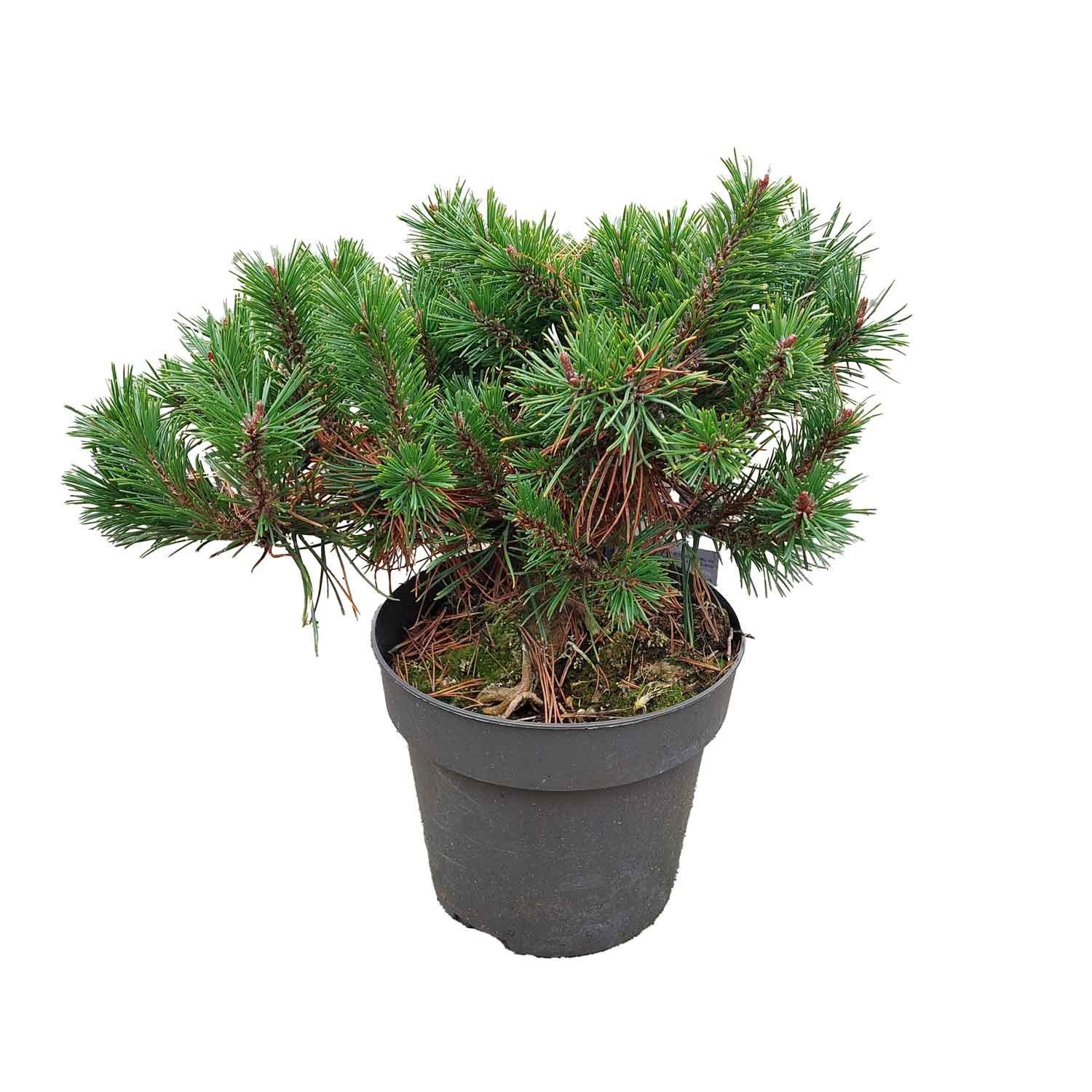 Dværgfyr - Pinus mugo 'Humpy' C 2,3