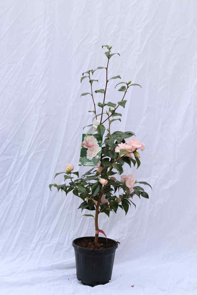 Camellia jap Hagoromo 4,5L, 70 cm