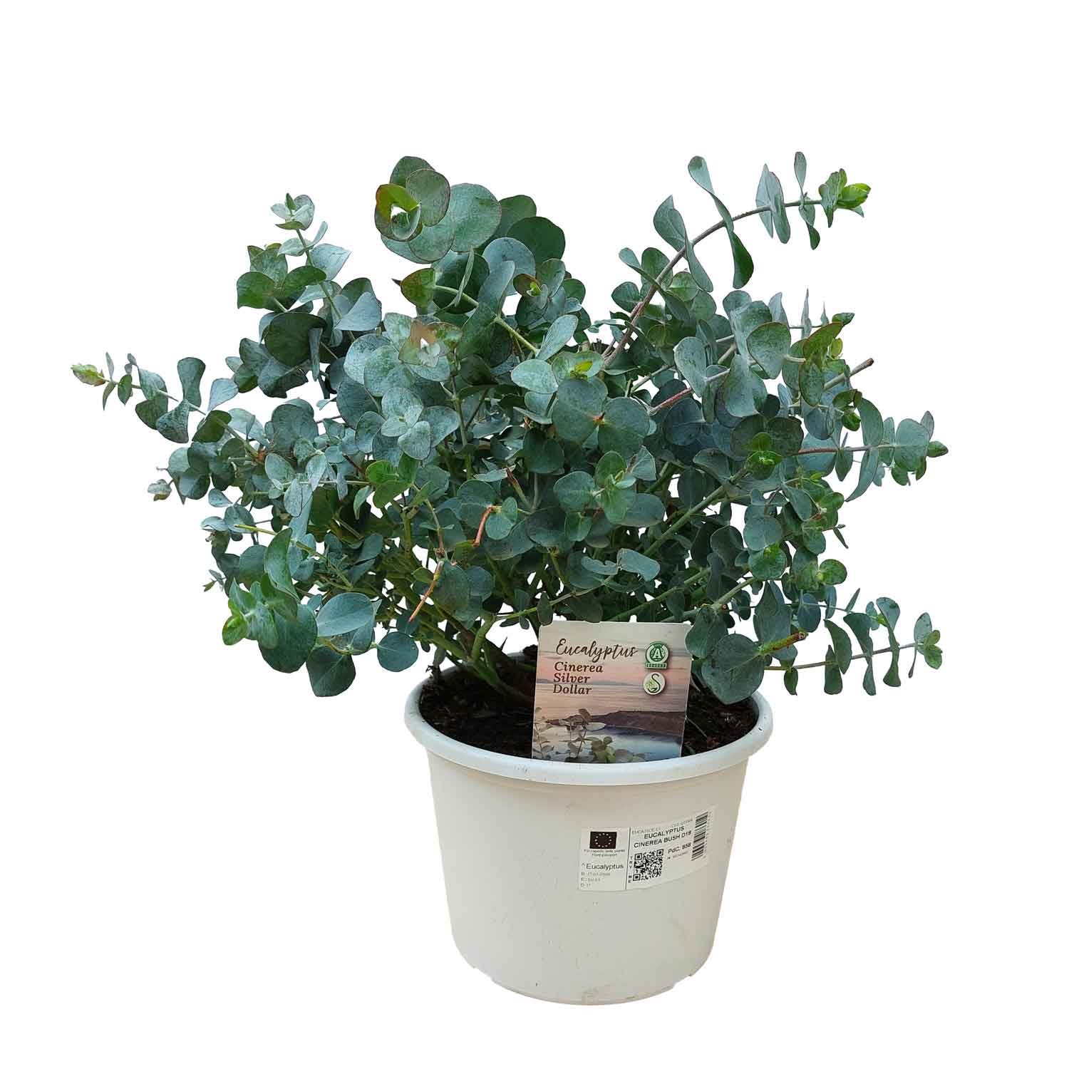 Eucalyptus cinerea Silver Dollar 18cm
