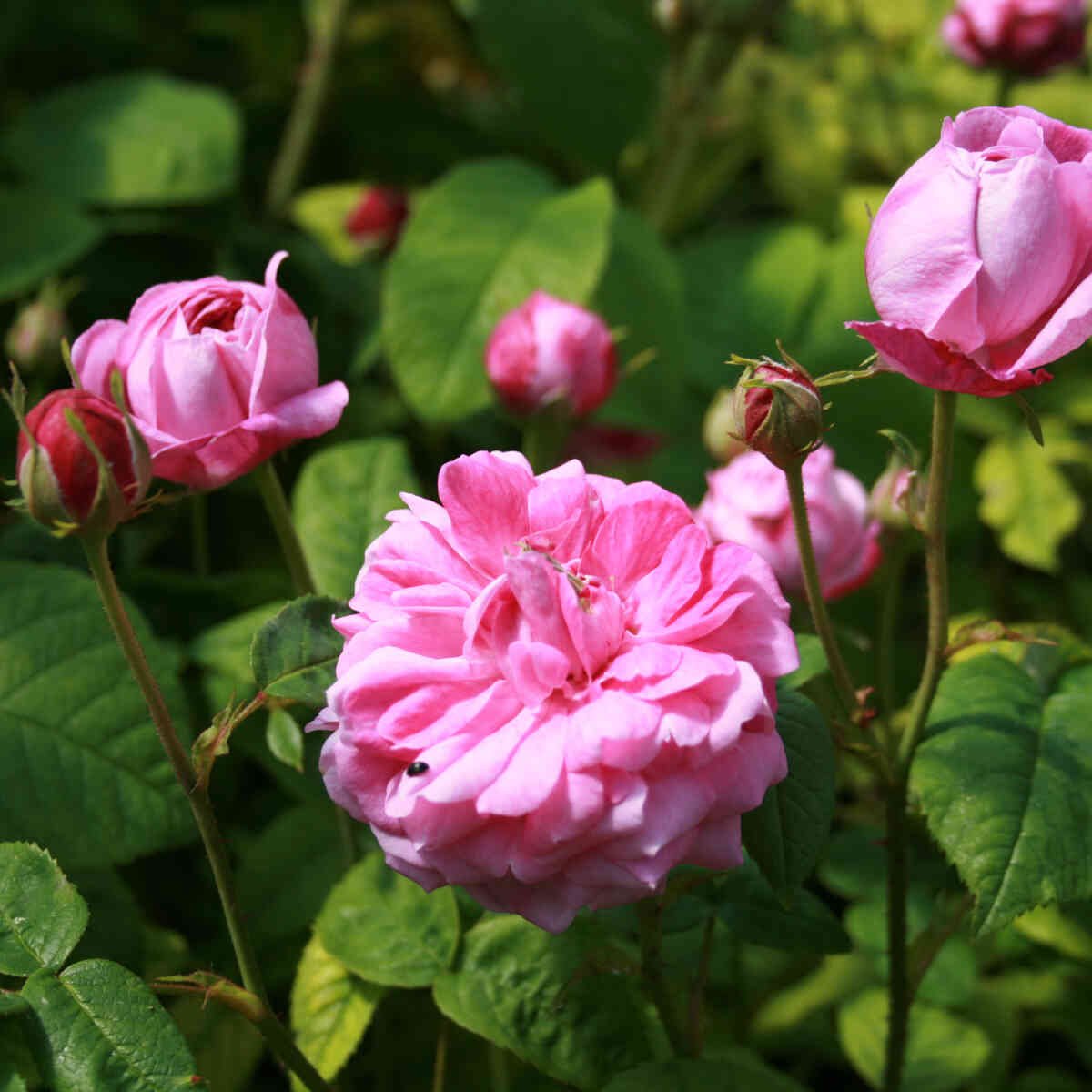 Smukke blomster i rose centifolia Petite de Hollande