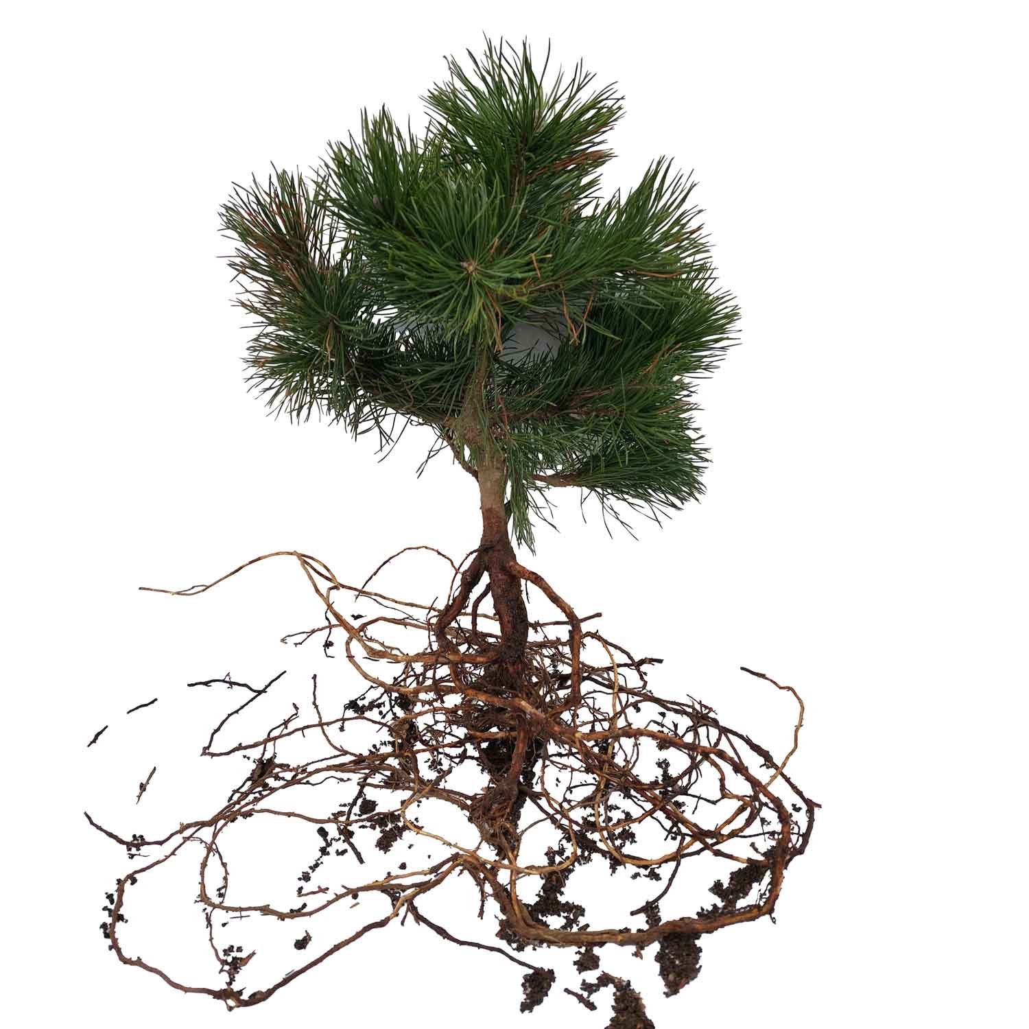 Fransk bjergfyr - Pinus mugo var Rostrata 2/2 20-40 cm