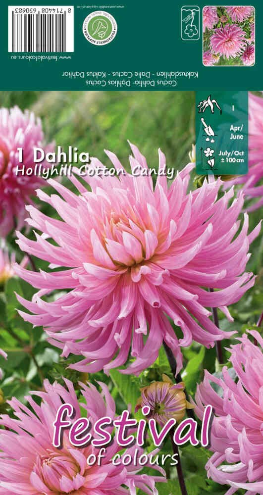 Dahlia Hollyhill Cotton Candy  - Cactus