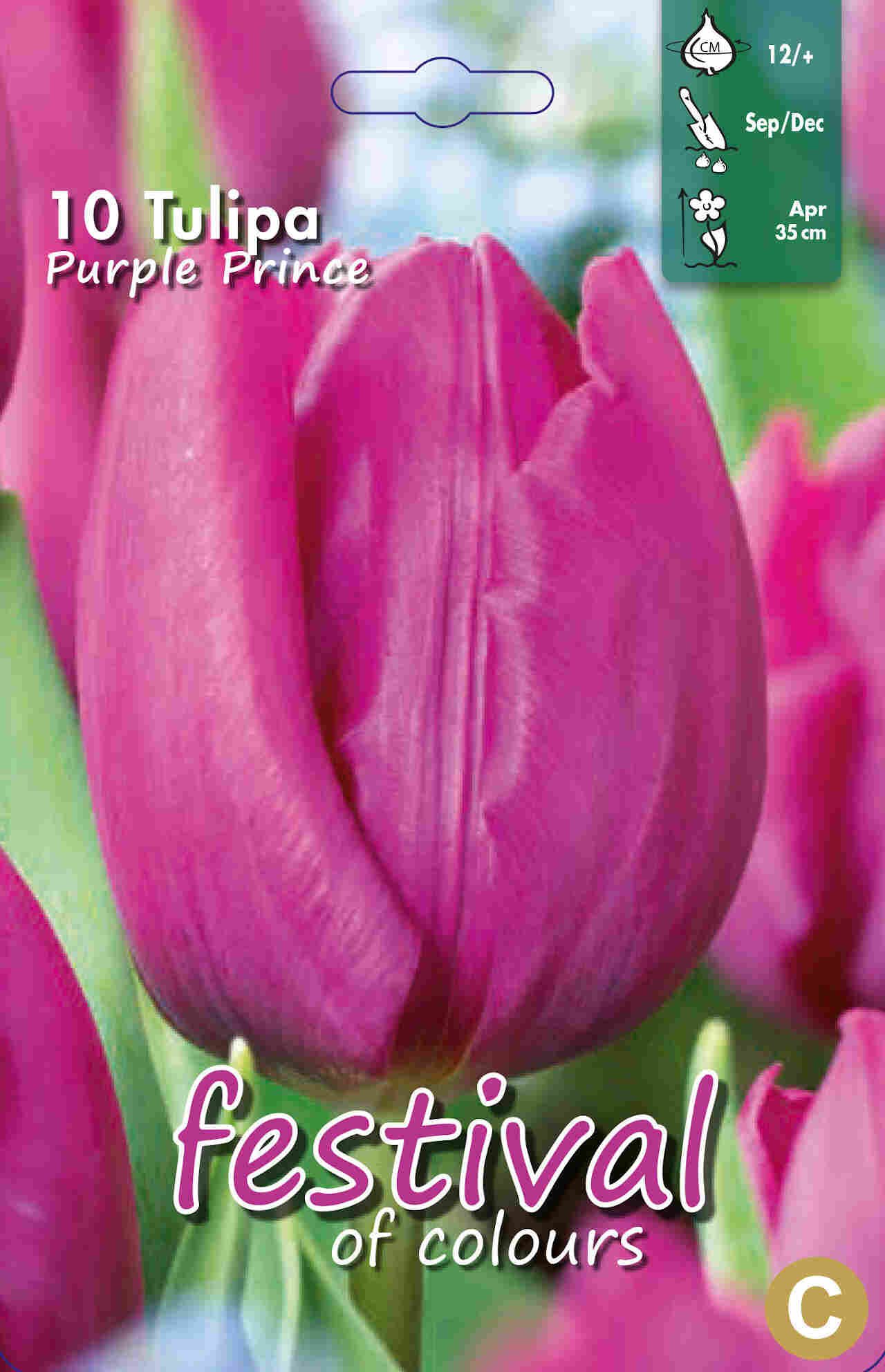 Tulipanløg - Tulipa Purple Prince 12/+