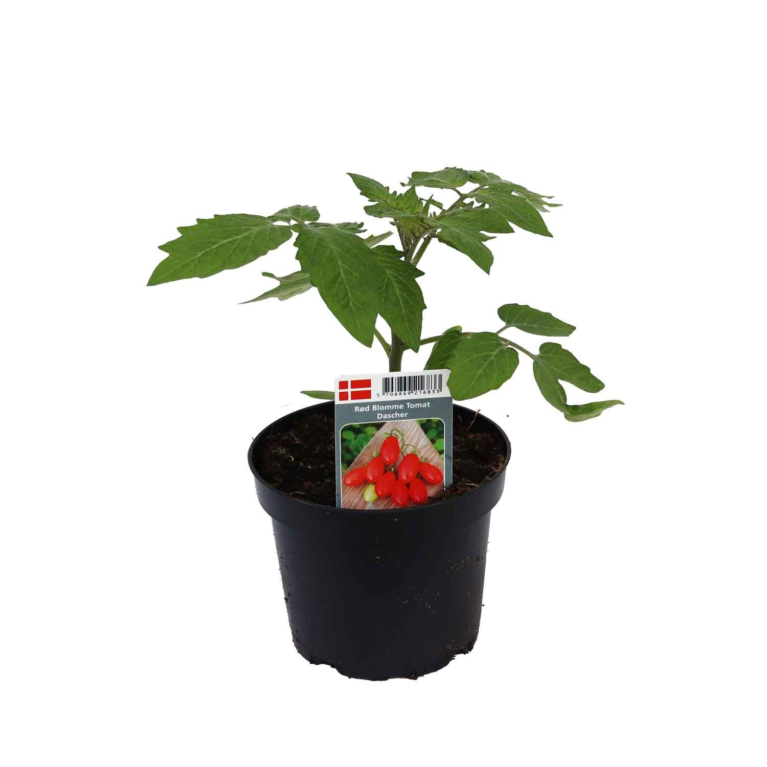 Tomat Blommetomat Dasher 12 cm. pot.