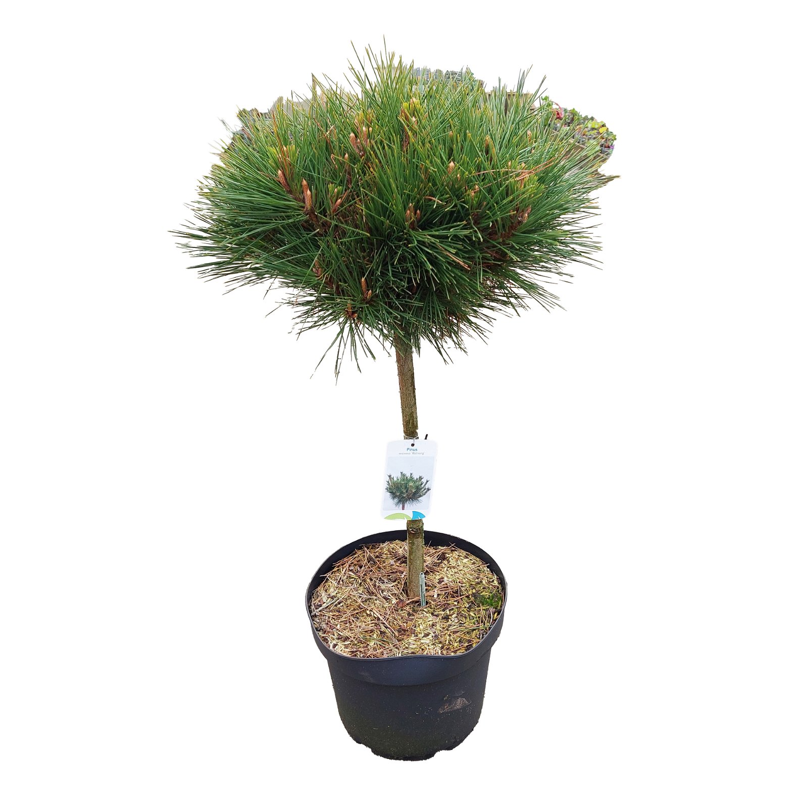 Penselfyr - Pinus parviflora 'Watnong' C10 40cm st