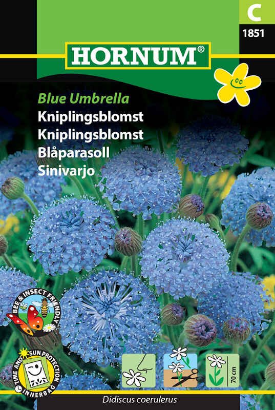 Kniplingsblomst frø - Blue Umbrella