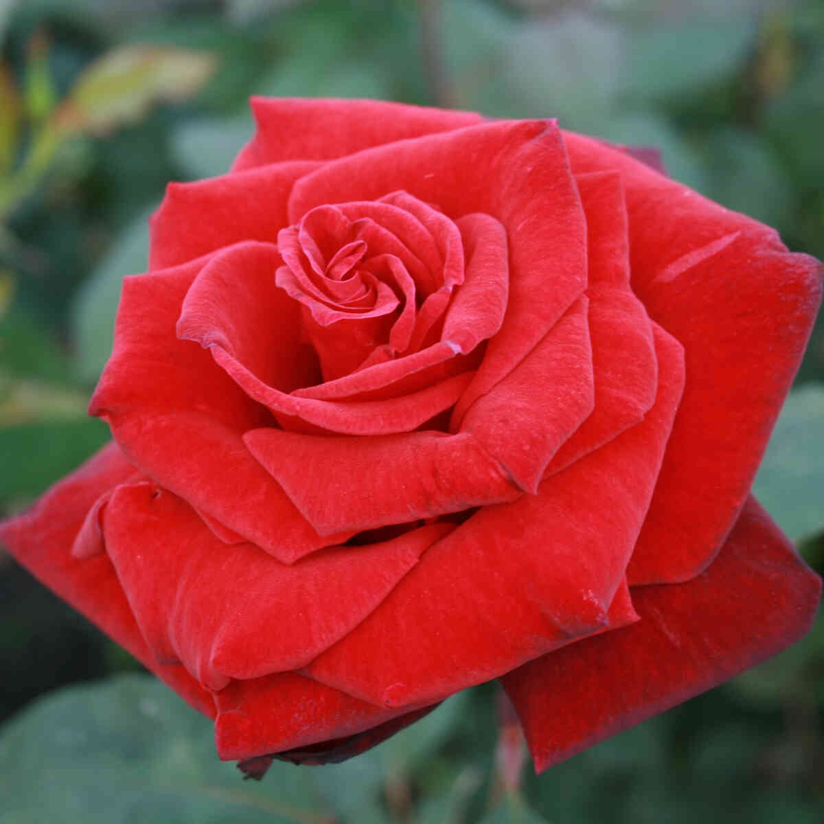 Blomst i den storblomstrede rose Barkarole