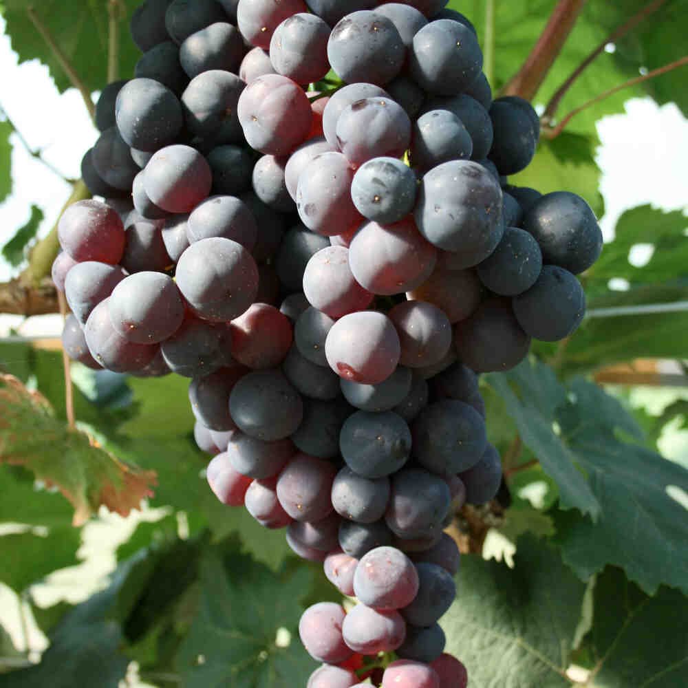 Vinplante - Vitis vinifera 'Venus' C4