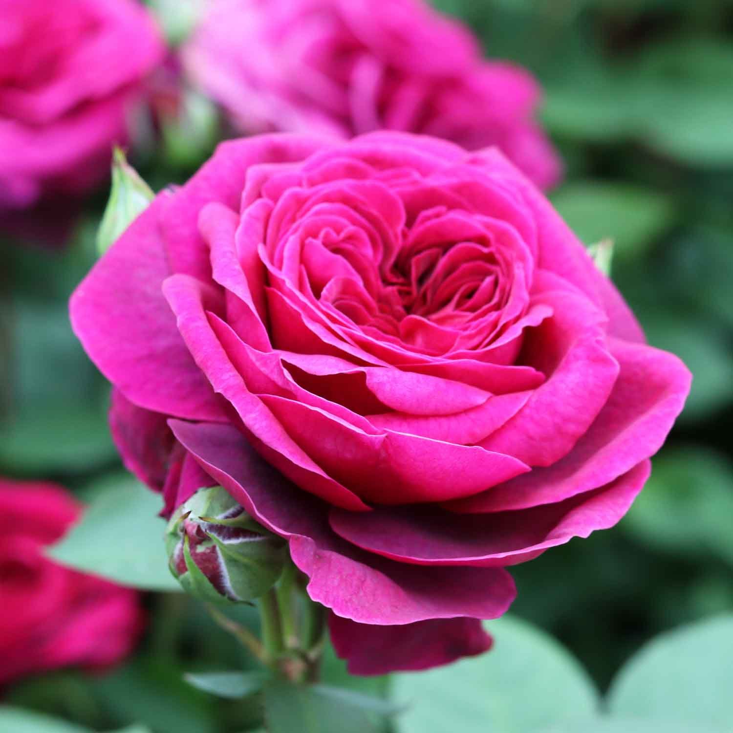 Rosa 'Deep Secret' - Drivhusrose
