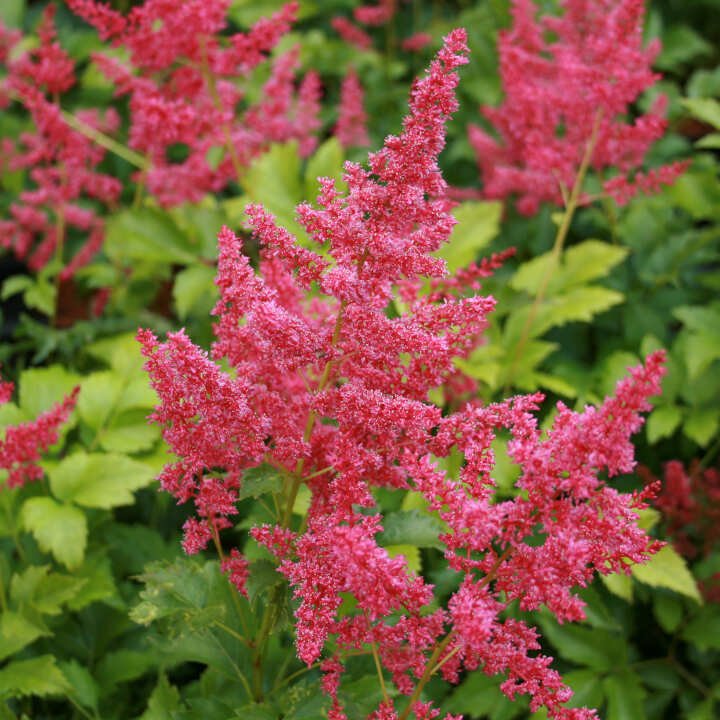 Astilbe arendsii Younique Ruby Red® 1 L pot.