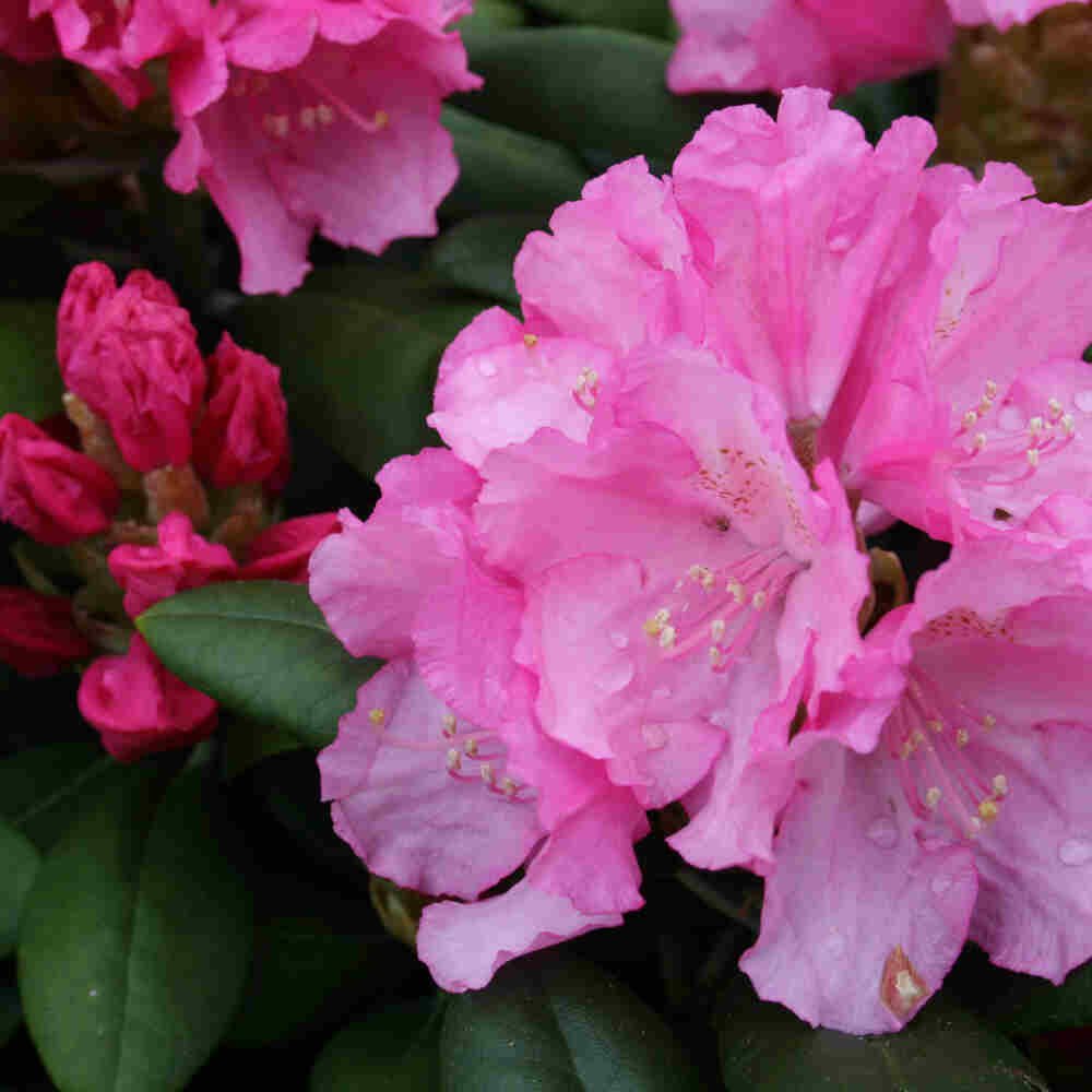 Rhododendron yakushimanum 'Polaris' 30-40 - C5