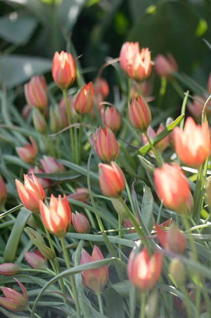 Tulips Little Princess 6/+ (x12x10) *621355*
