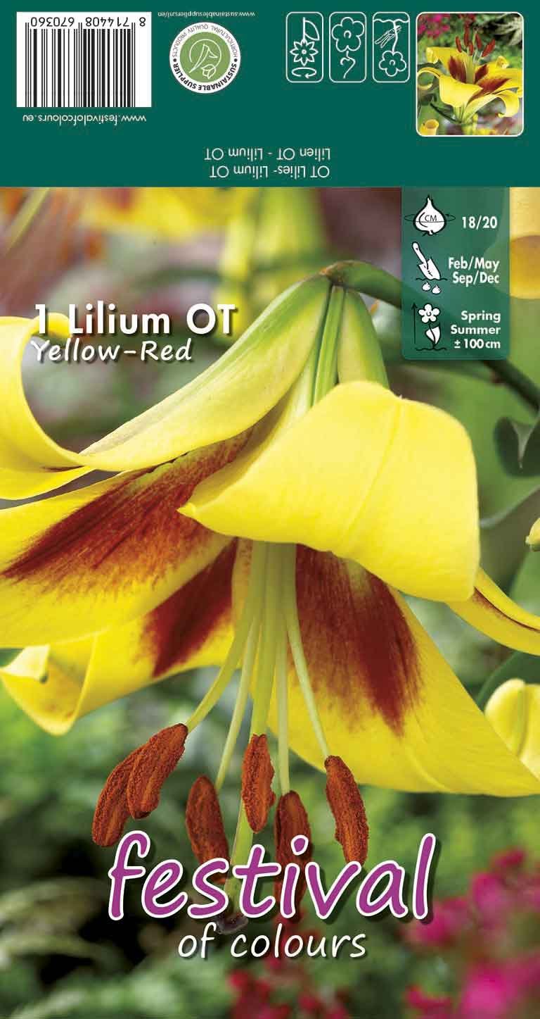 Lilium Yellow - Red Oriental Group 18/20