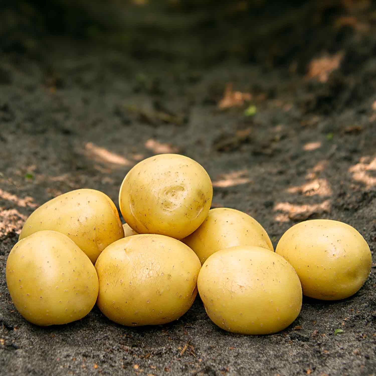 Gala læggekartofler giver runde kartofler