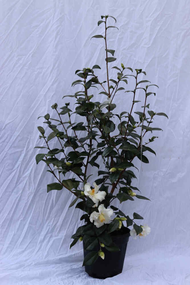 Camellia jap 'Triphosa' 6L 80cm