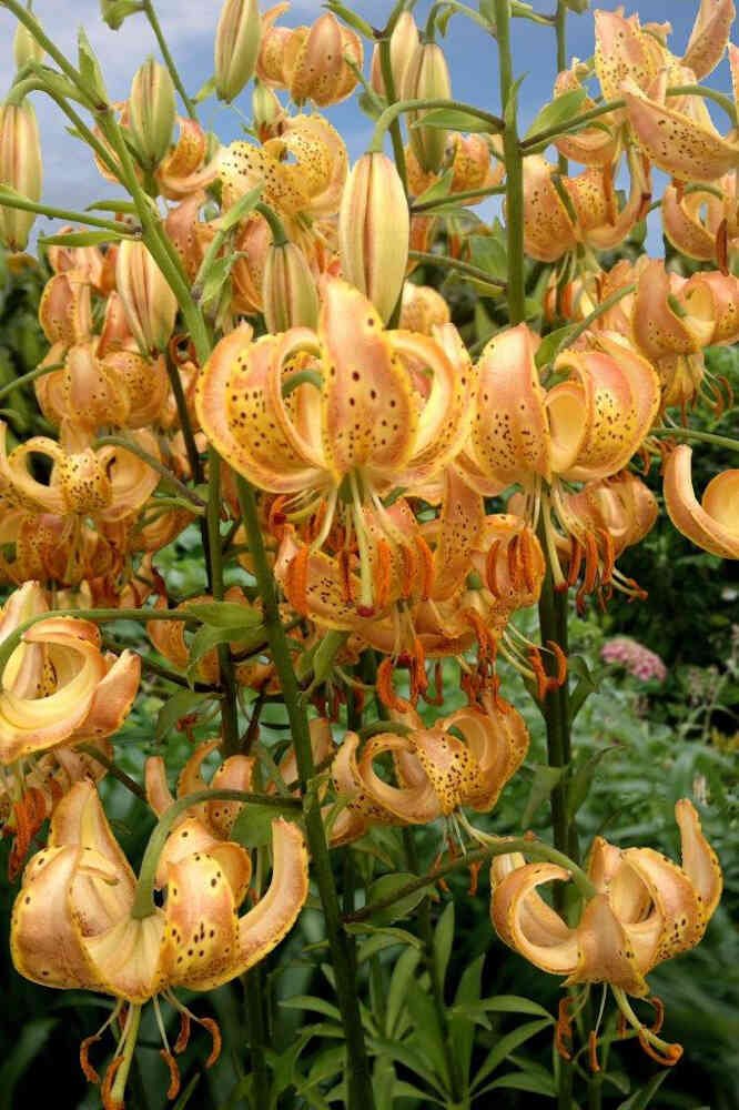 Lilium martagon 'Peppard Gold'