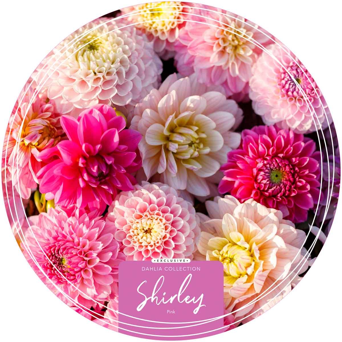 Exclusive Collection Dahlias 'Shirley' - Pink