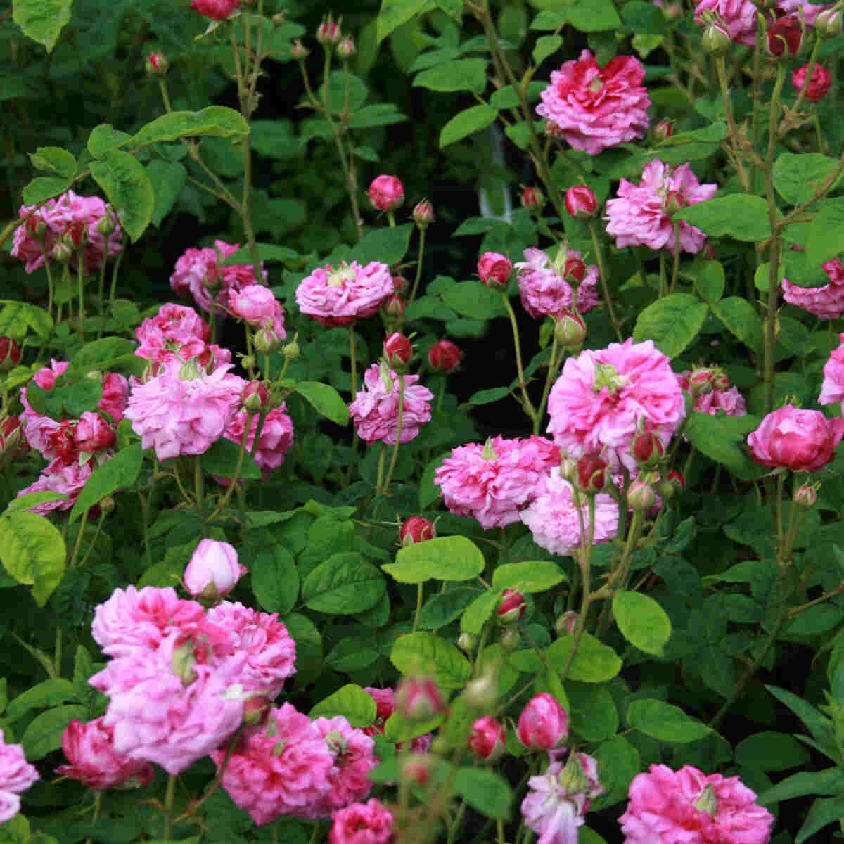 Mosrose - Rosa centifolia 'Petite de Hollande'