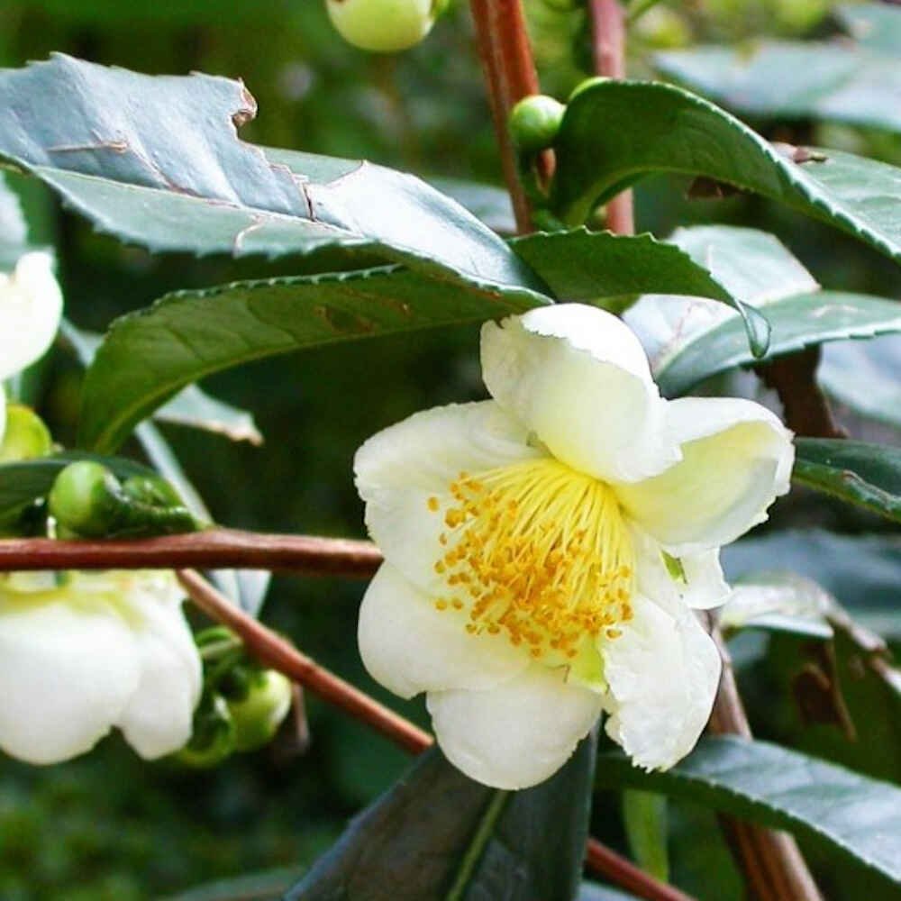 Teplante - Camellia sinensis 5L