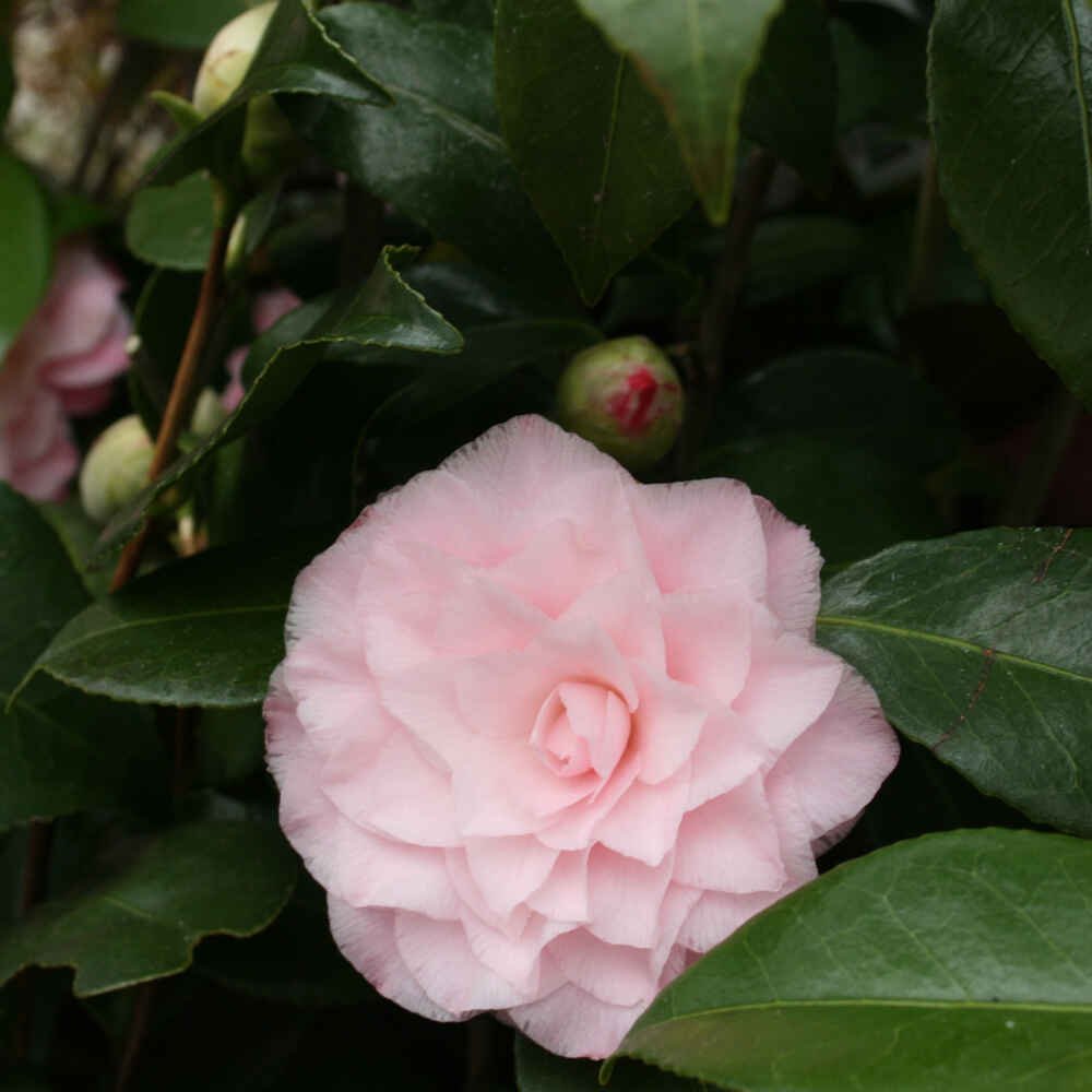 Camellia jap Nuccio's Pearl 10 L 100 cm