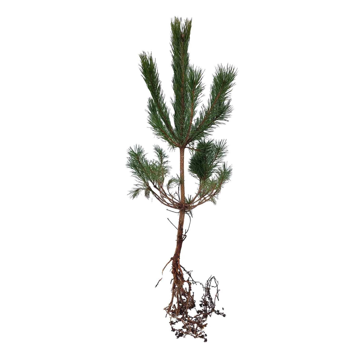 Skovfyr - Pinus sylvestris 2/2 40-60cm