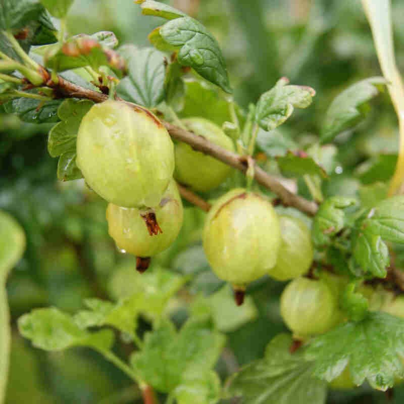 Stikkelsbær - Ribes uva-crispa 'Tatjana' - 11L