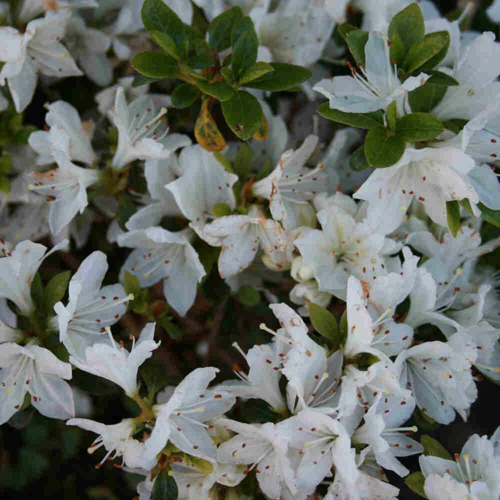 Rhododendron Japonica 'Kermesina Alba' 20-25 - C2