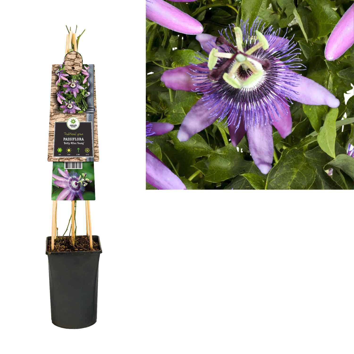 Passionsblomst - Passiflora 'Betty Miles Young'