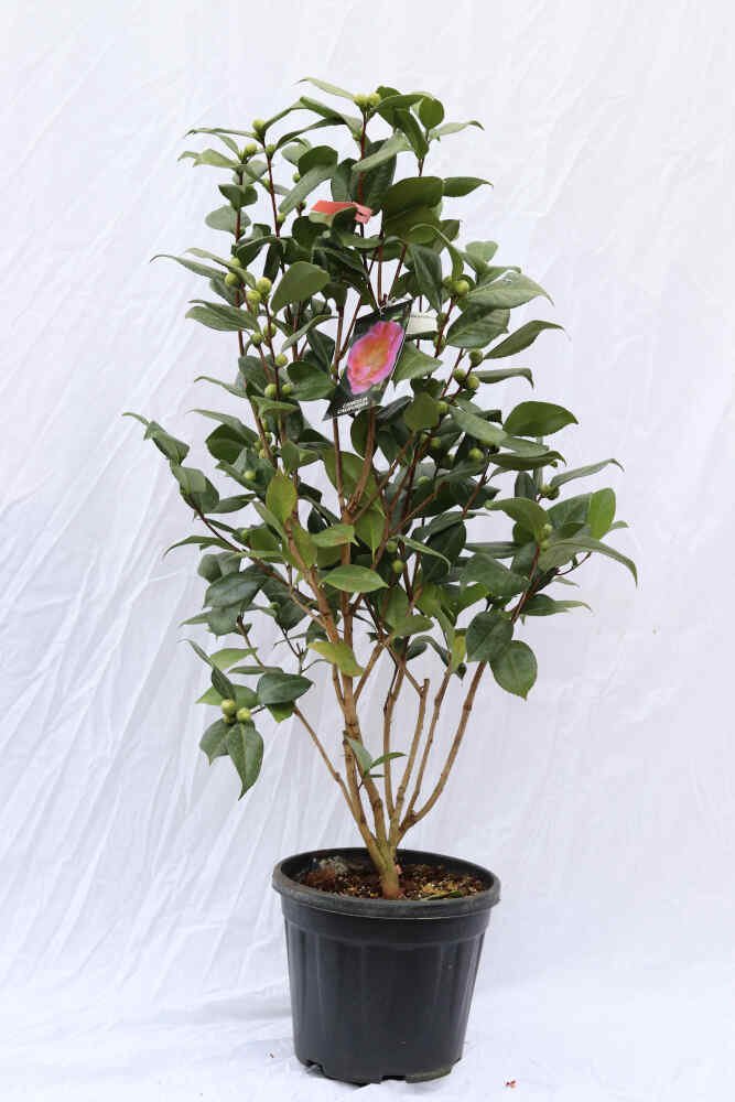 Camellia jap California 10L 100cm