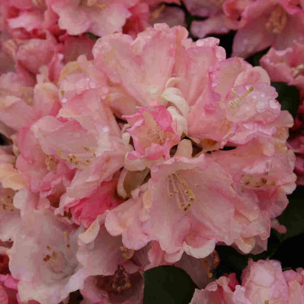 Rhododendron yakushimanum 'Dreamland' 30-40 - C5