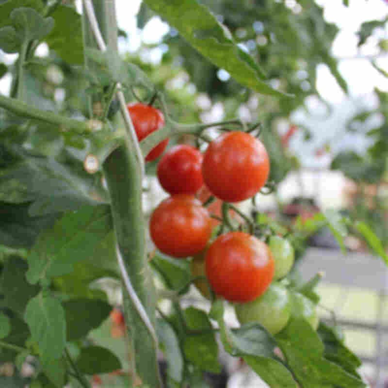Tomatplante 'Aranka' 11,5cm pot
