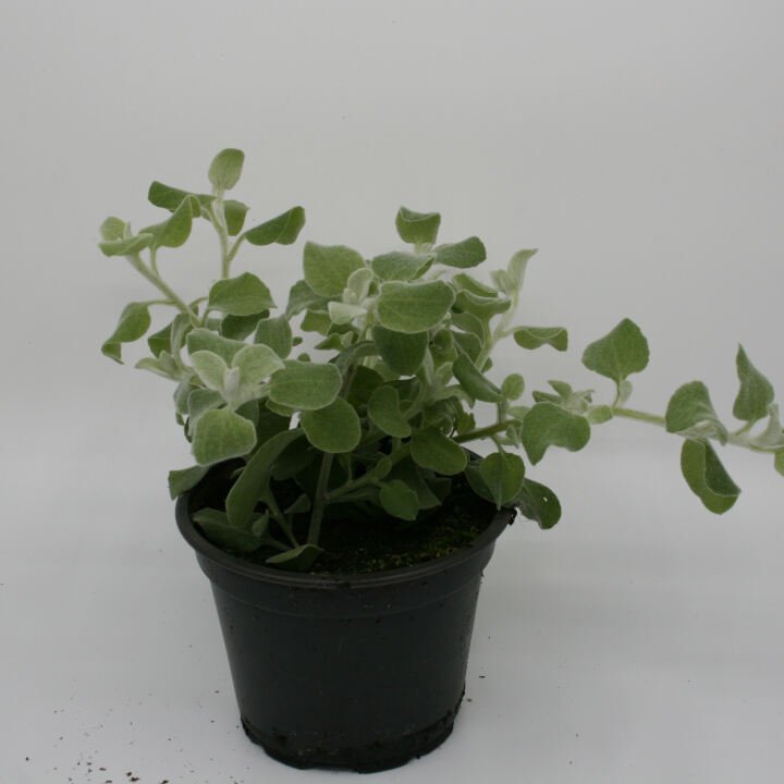 Evighedsblomst - Helichrysum petiolare 10,5cm