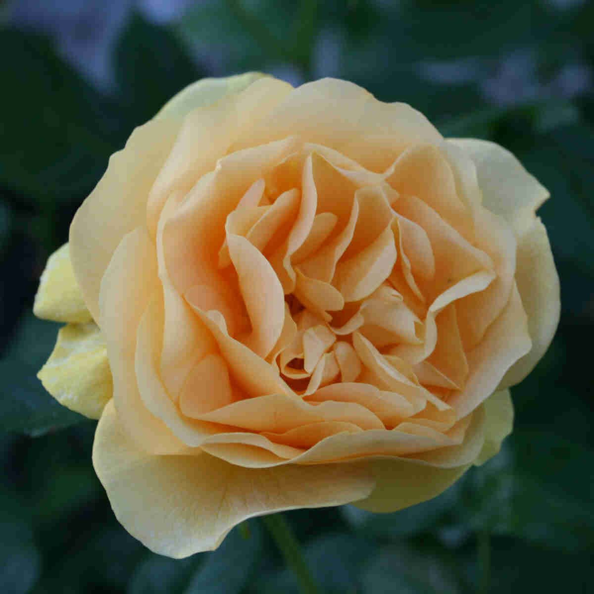 Flot gul blomst i rose Absolutely Fabolous