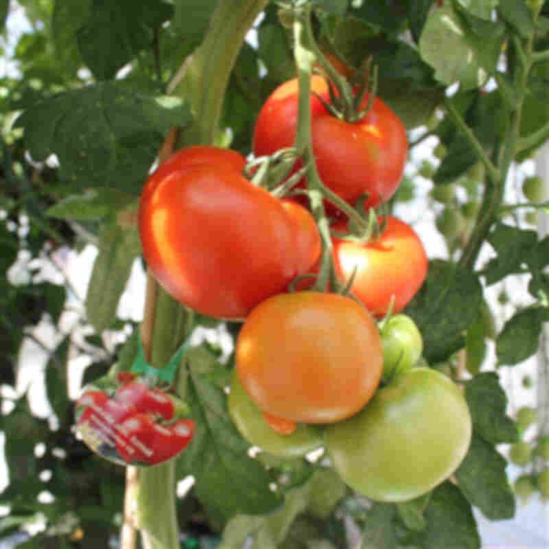 Tomatplante 'Isabella'
