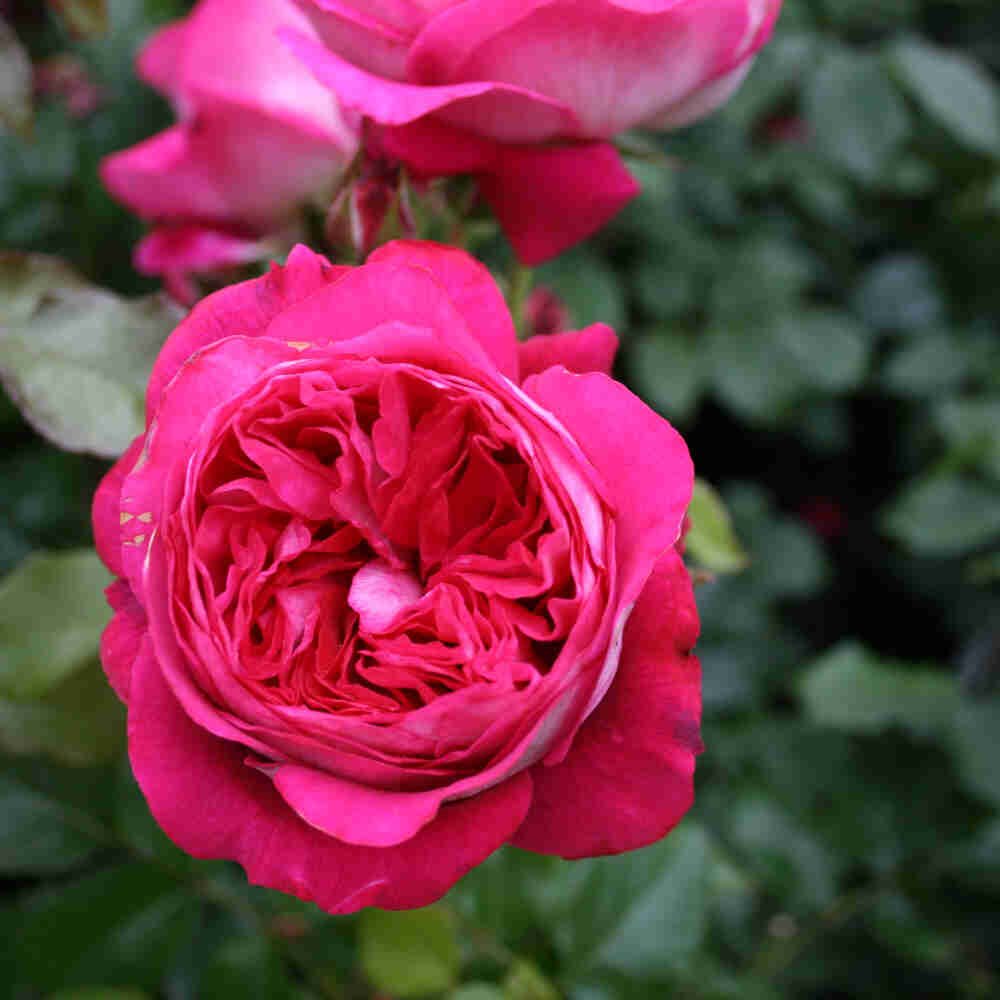 Rose 'Maxim'