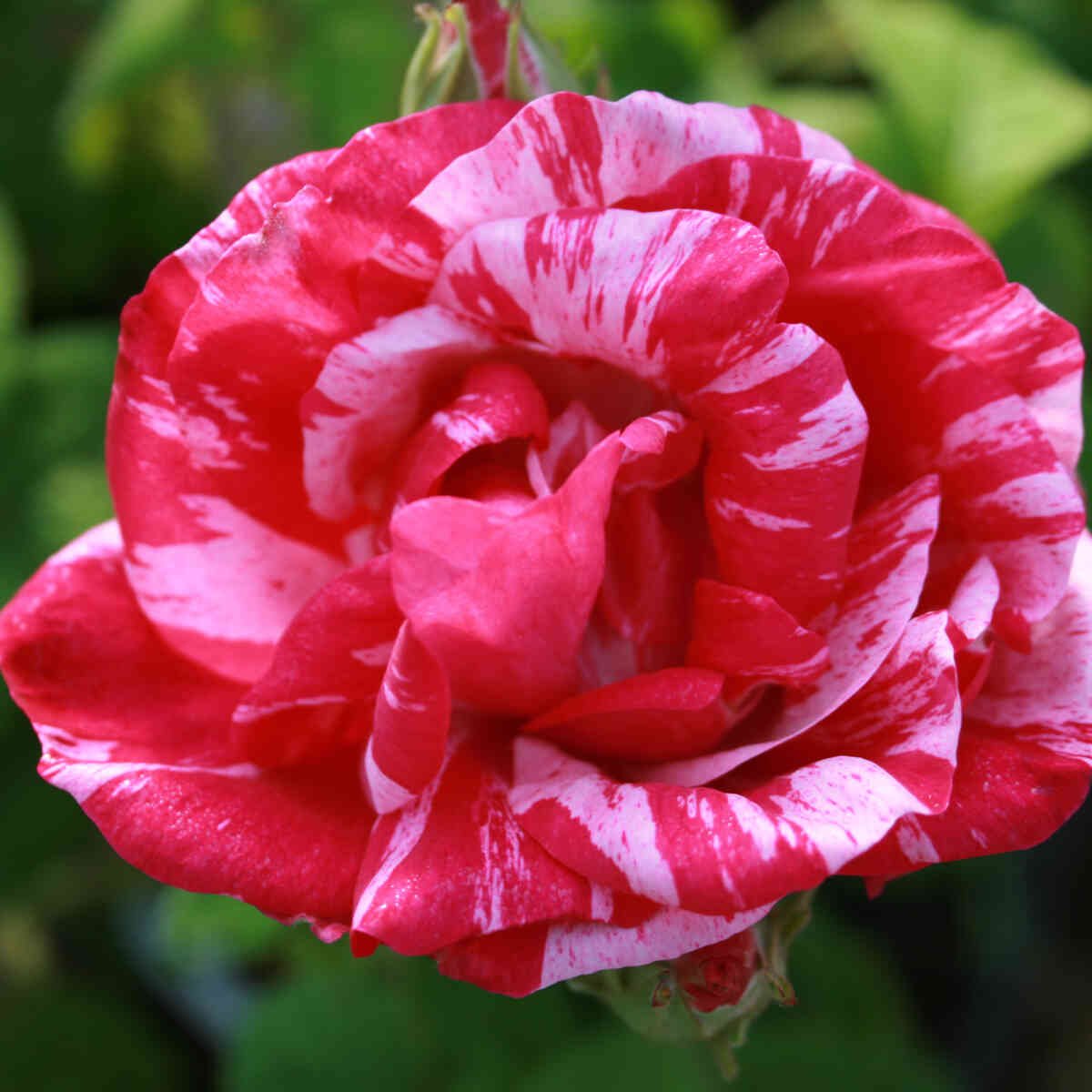 Rosa gallica 'Mundi'
