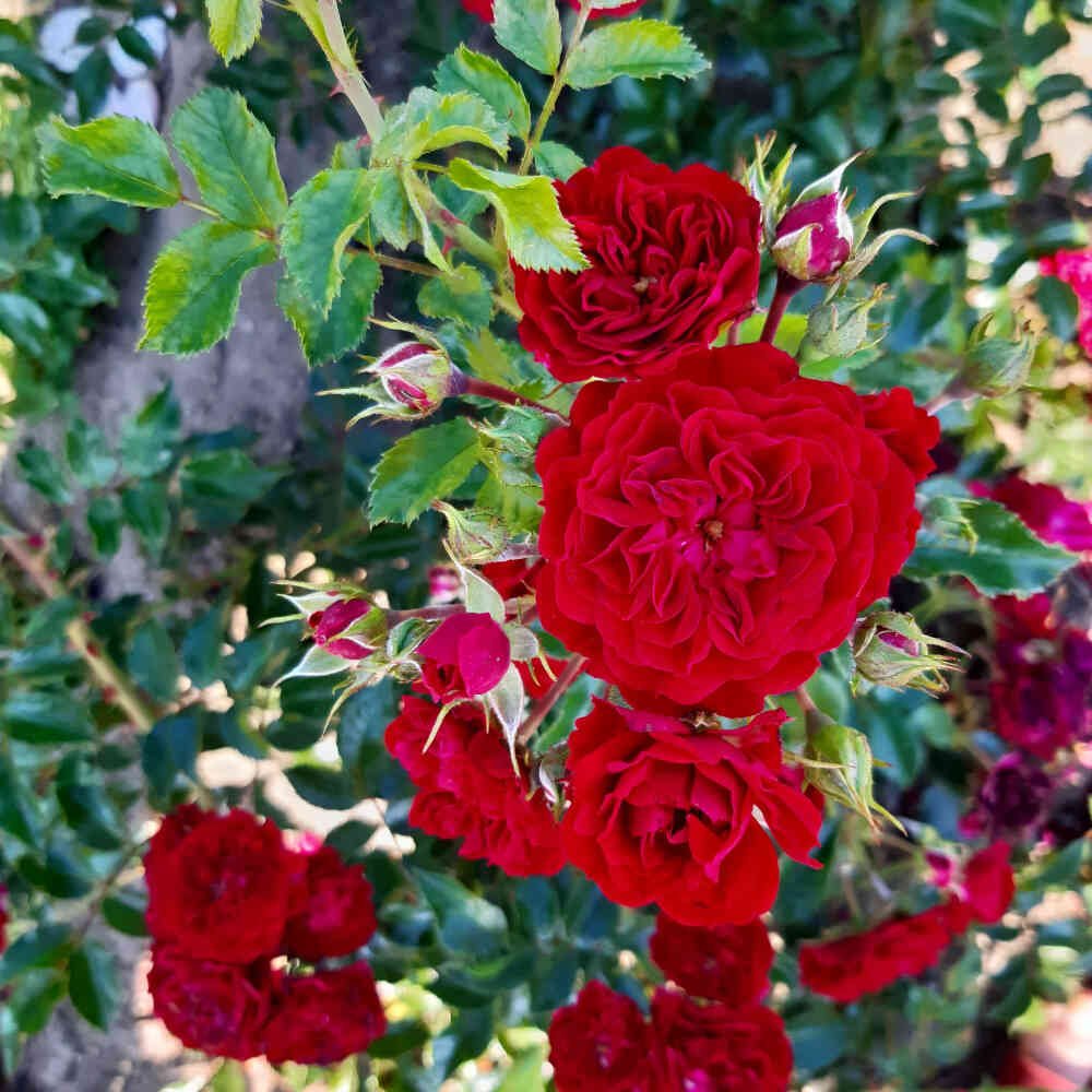 Rosa 'Crimson Siluetta'